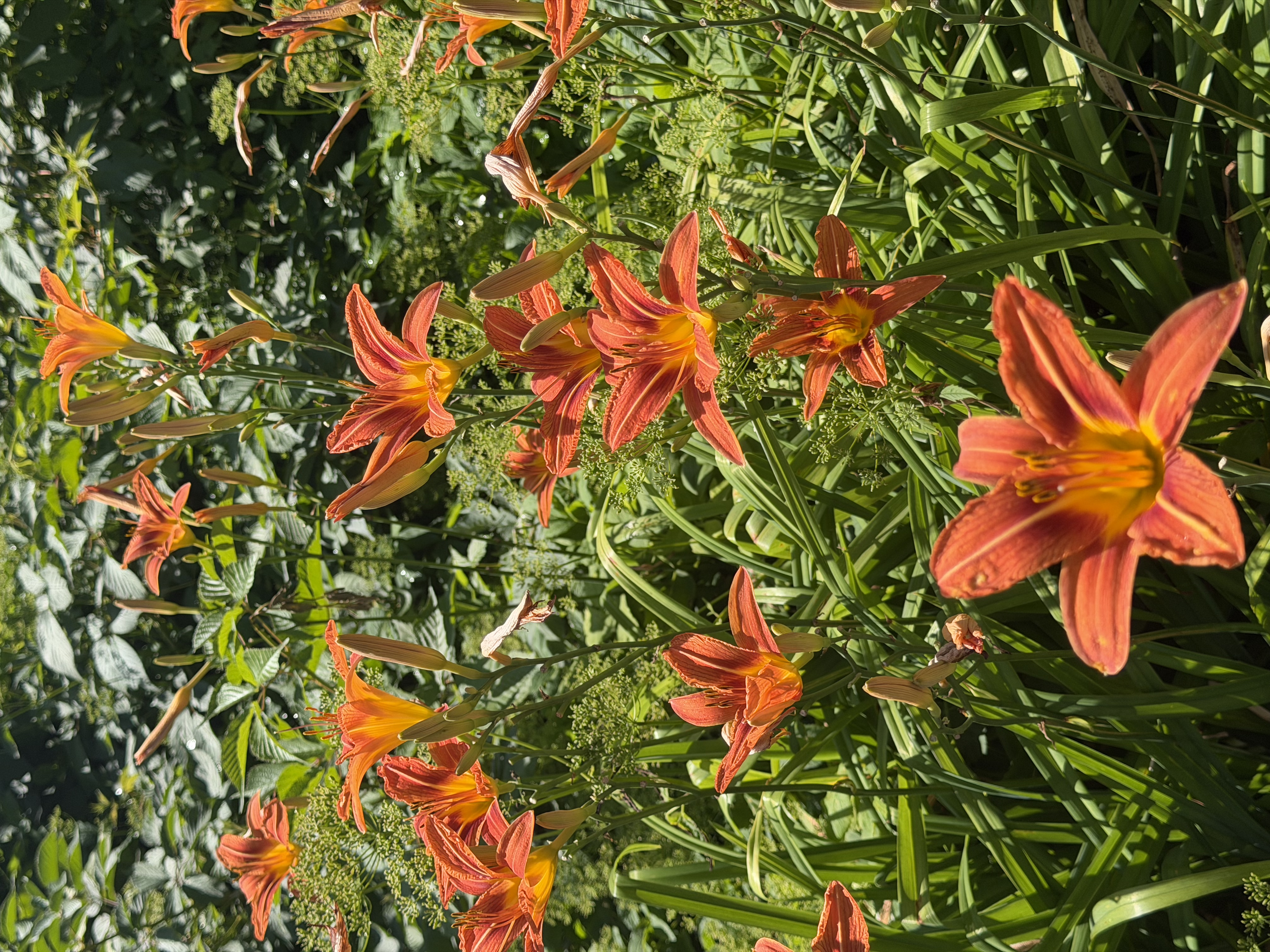 Orange daylilies in bloom